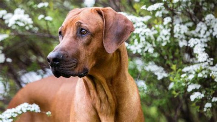 Harry Potter: Hogwarts .. - Describe Norwegian Ridgeback?
