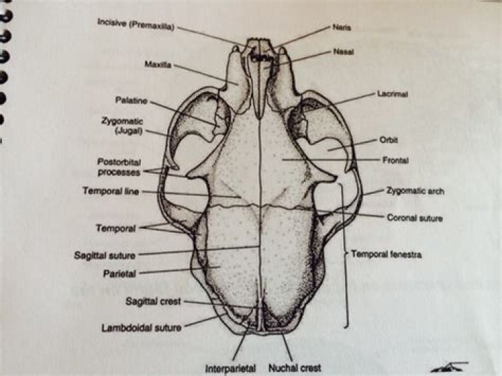 cat skeleton anatomy Quiz