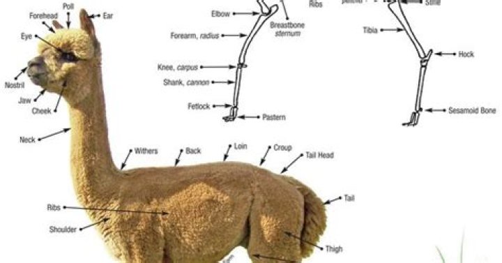 Alpaca Anatomy Quiz