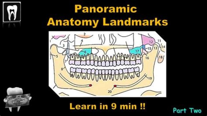 anatomical landmarks Quiz