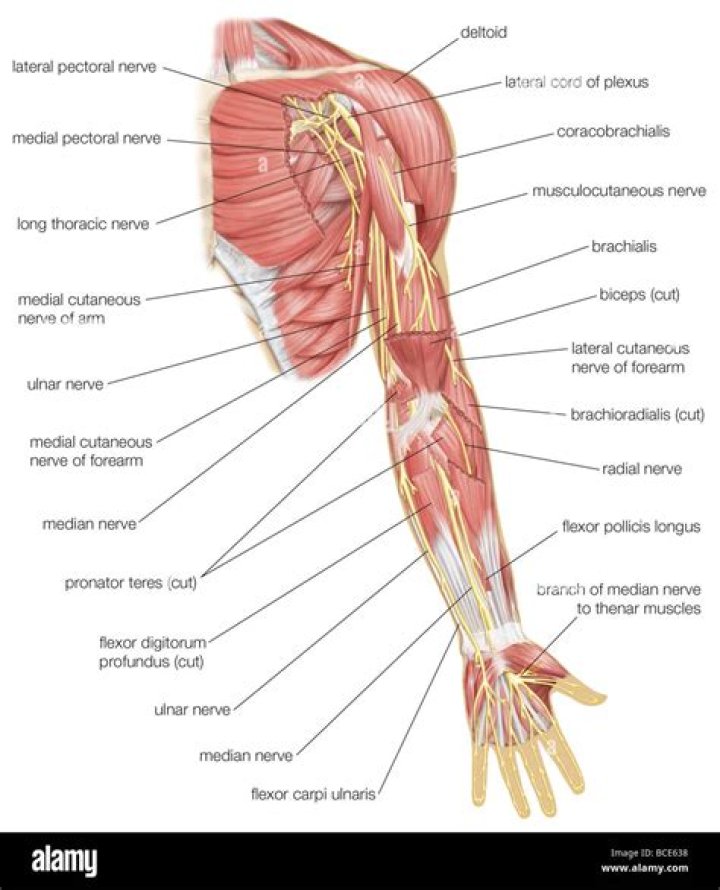 Anatomy of the Arm Quiz