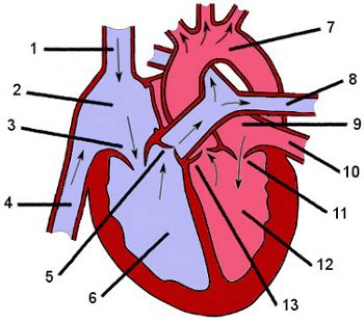 Anatomy of the heart Quiz