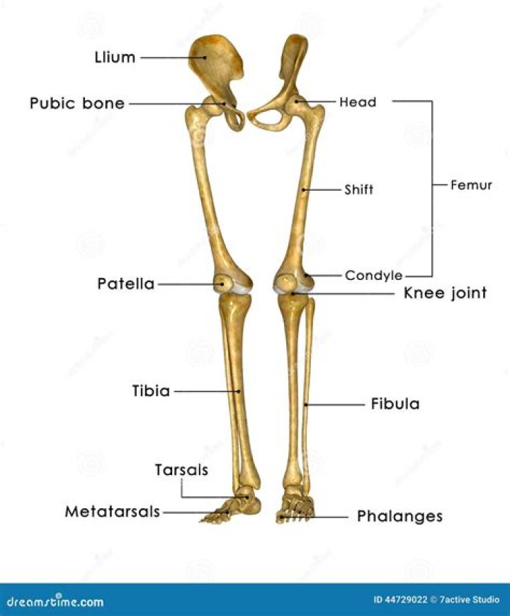 Anatomy of the Leg Bones Quiz