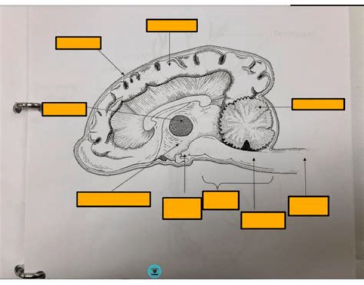 Animal Brain Anatomy- Pre-Vet Quiz