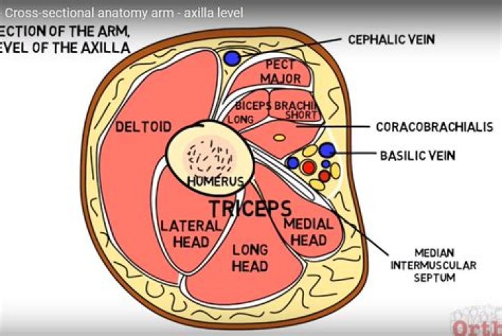 upper Arm cross section Quiz