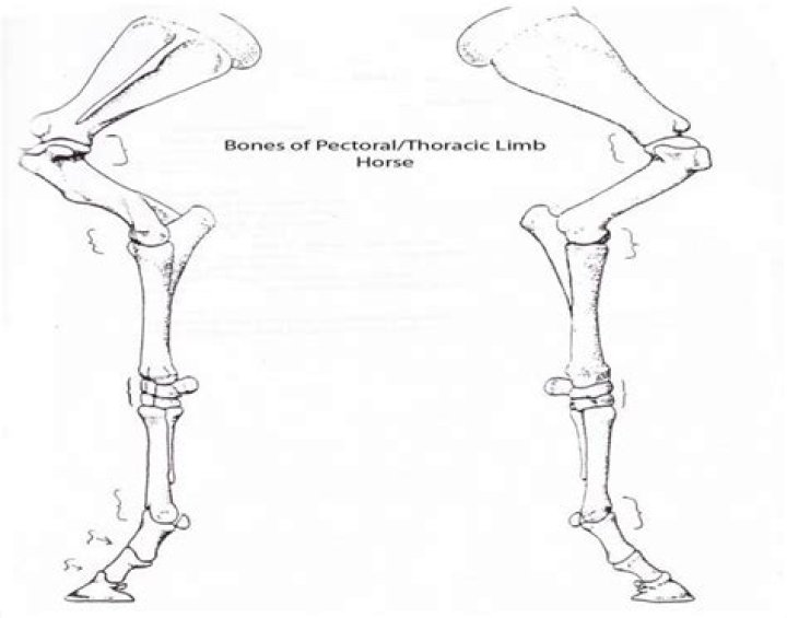 As 511 - Bones of Pectoral/Thoracic Limb