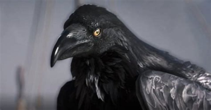 Assassin's Creed Valhalla details bird companion, hoods, hair colour changes