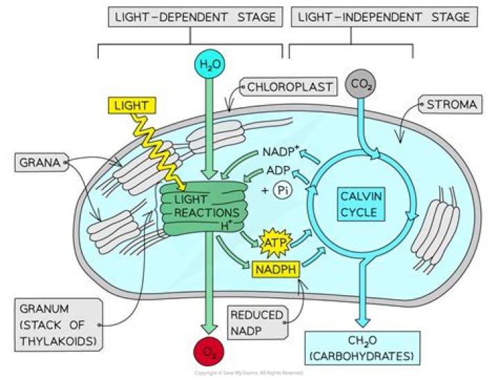 Bio 2.4 Photosynthesis (LDR & LIR) Quiz