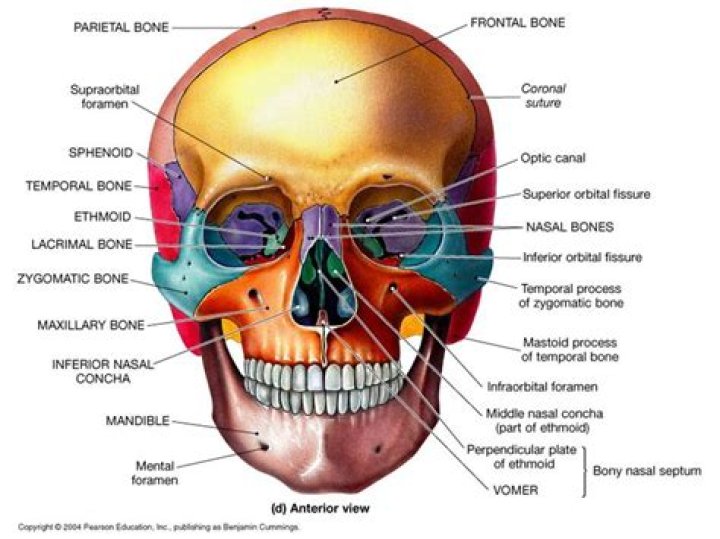 Bone Markings of the Skull Quiz