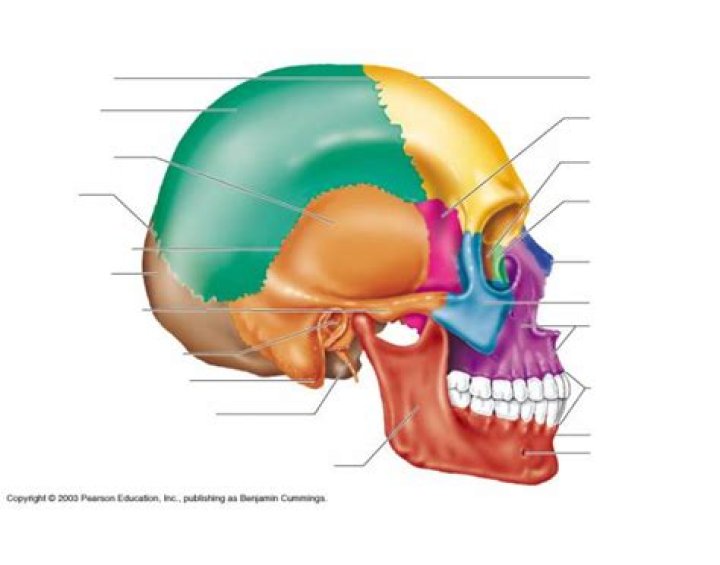 Bones of Skull Lateral Quiz