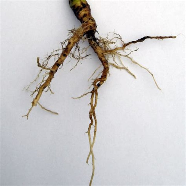 Branched rootstock of ginger Crostic Answer