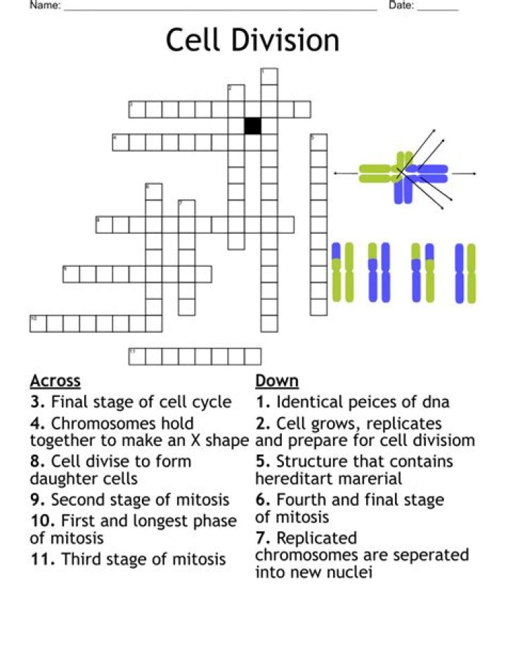 Cell division crossword clue answer