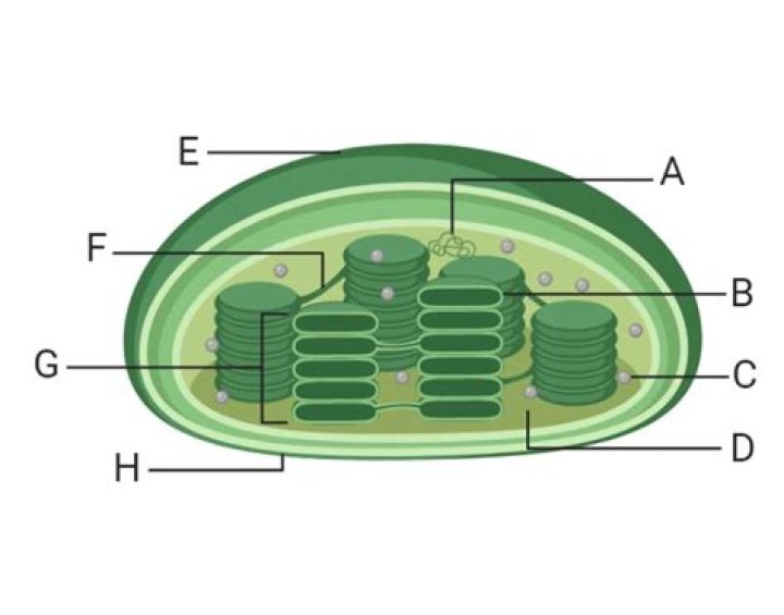 Chloroplast Quiz