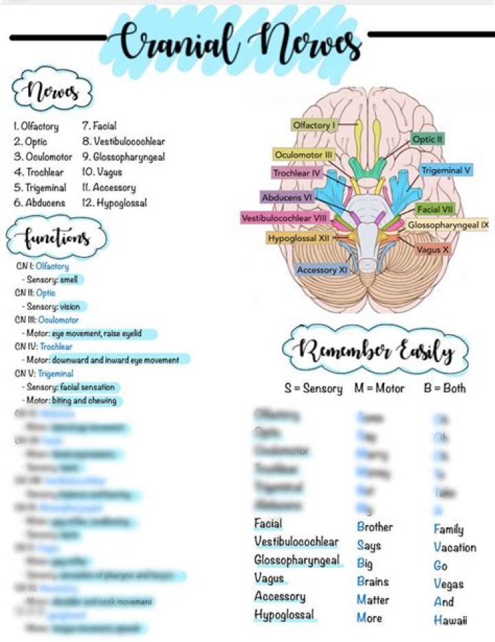 Cranial Nerves with roman numerals Quiz