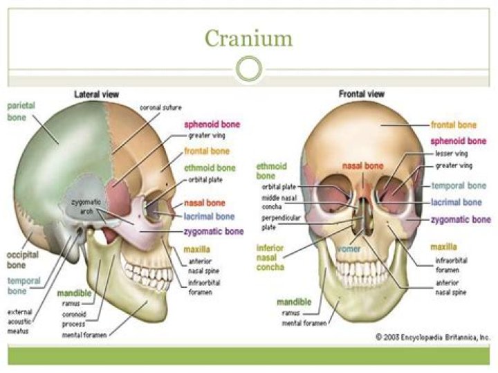 Words Created Using the Letters in 'cranium'