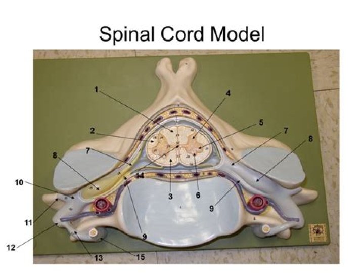 Cross Section Model of Spinal Cord Quiz
