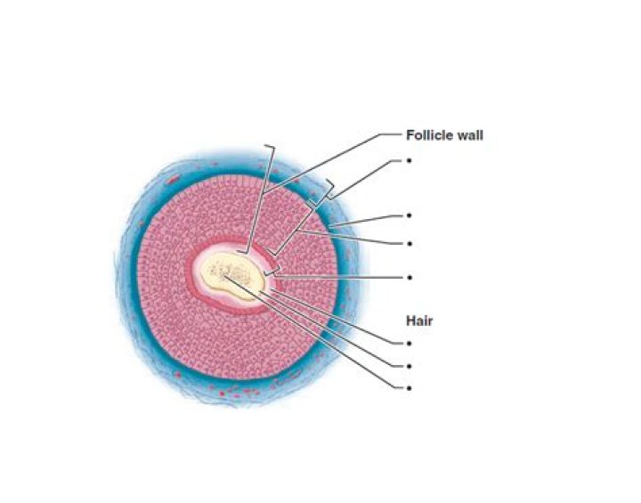 Cross Section of Hair in its Follicle Quiz