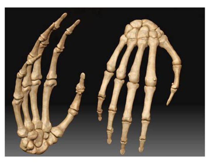 DESAFIO DO BLOG - OSSOS DA MÃO 1 Quiz