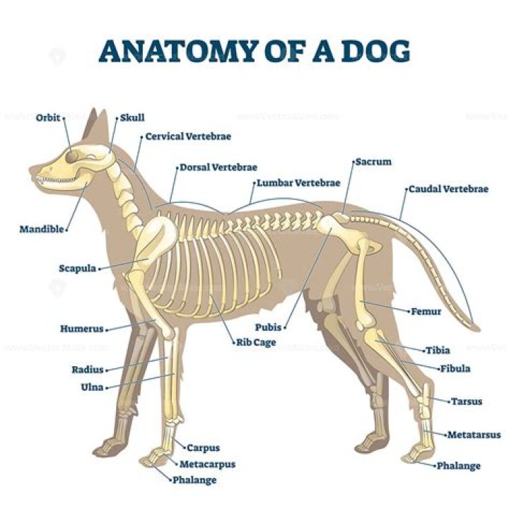 Dog Skeleton Anatomy Quiz