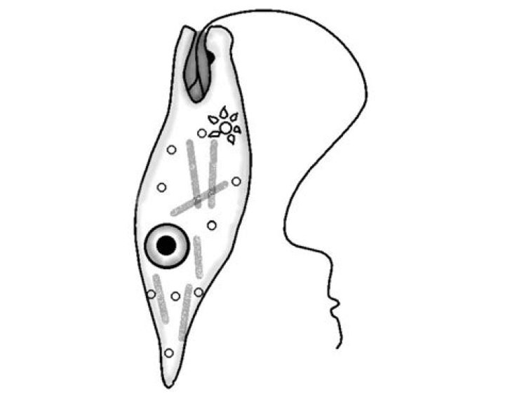 euglena labeling quiz