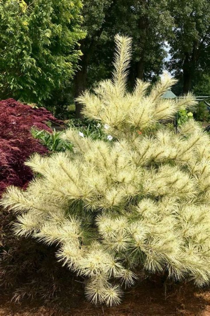 Fortnite Golden Ghost Set - Pro Game Guides