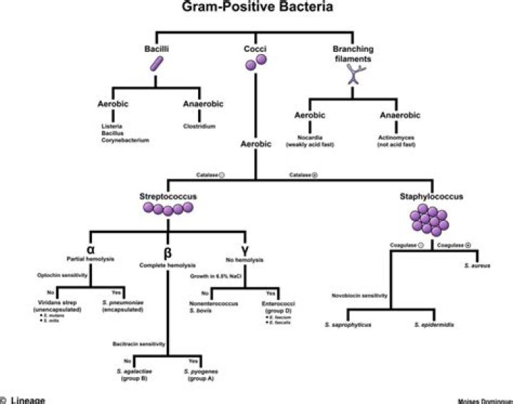 Gram-Positive Bacteria Flowchart Quiz