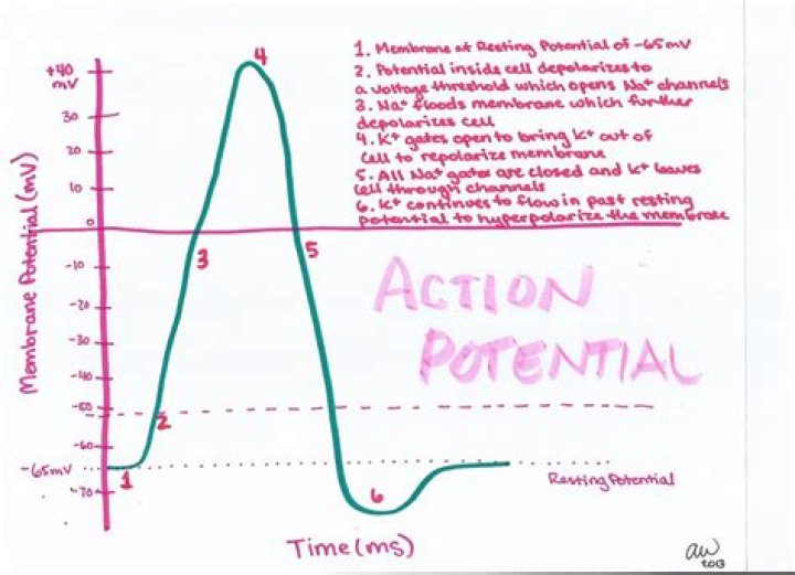 Graph of the Action Potential (gate action) — Printable Worksheet
