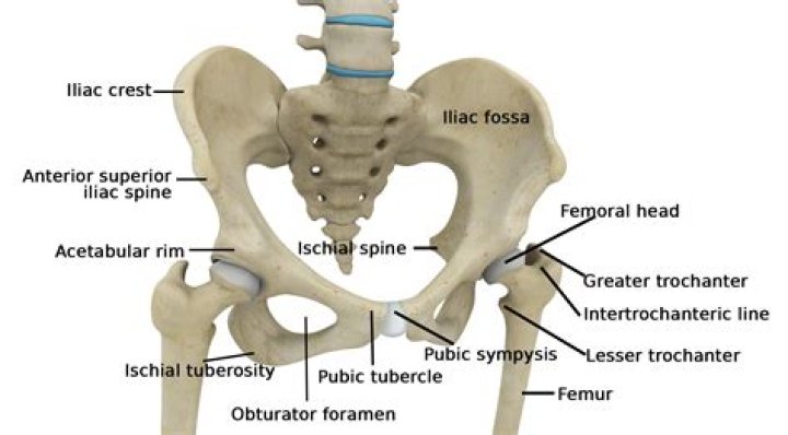 Hip Anatomy Quiz