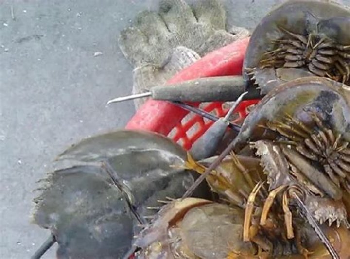 Where To Find And How To Catch It?