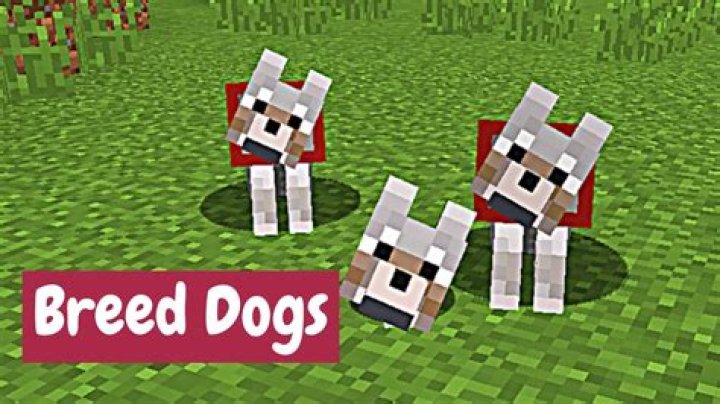How to Breed Dogs in Minecraft