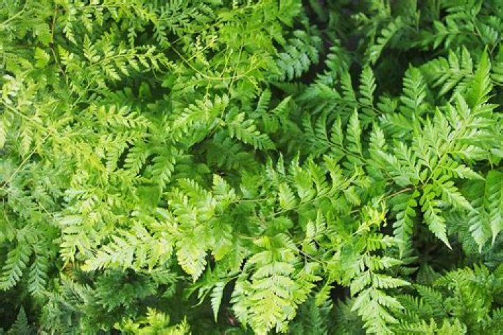 How to get a Rabbit's Foot in New World