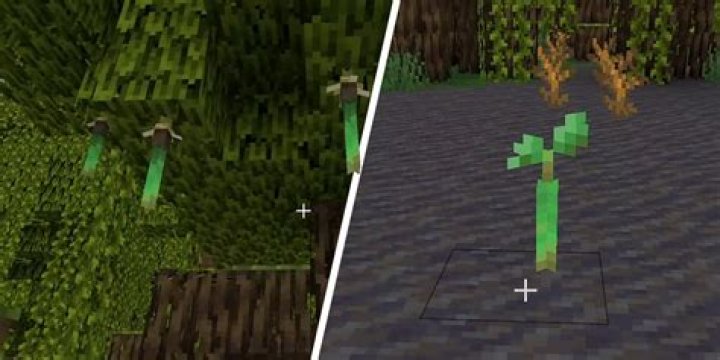 How to get Mangrove Propagules in Minecraft