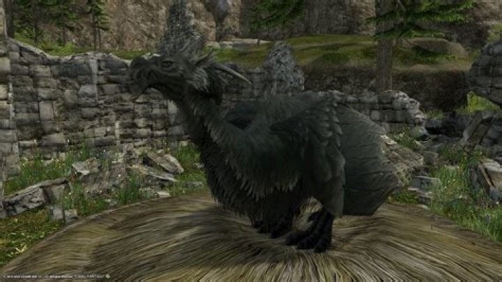 How to get the Amaro Hatchling minion in Final Fantasy XIV