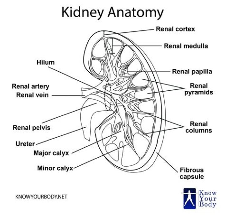Label Parts of the Kidney Quiz