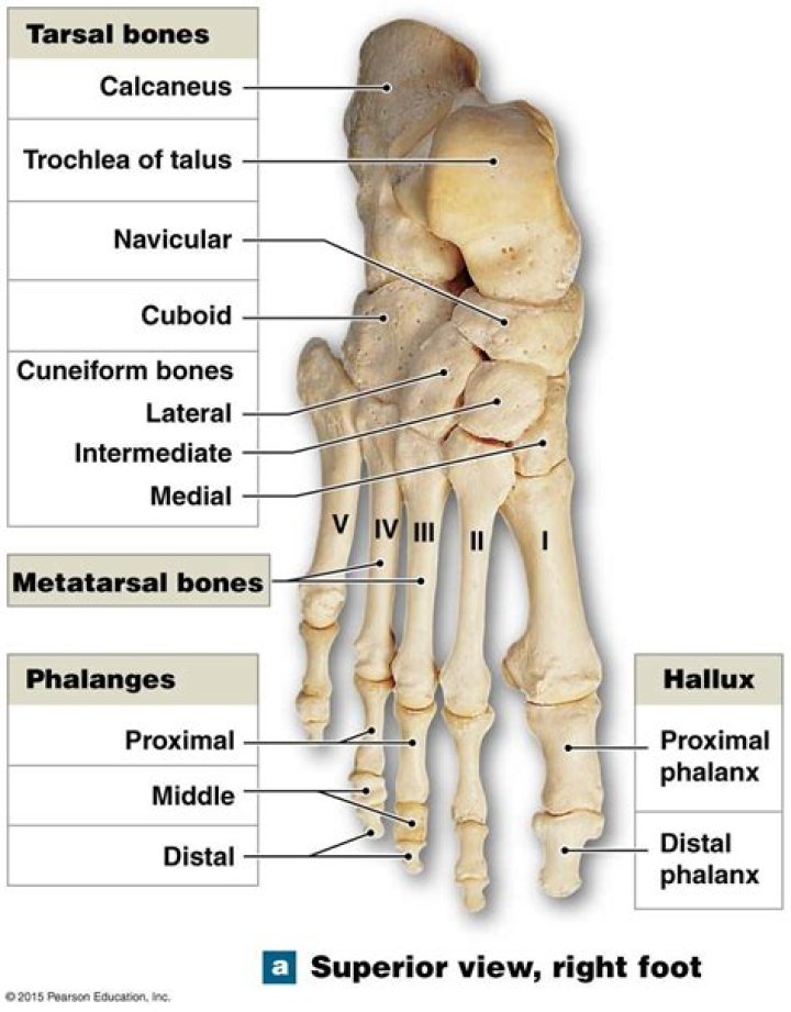 Label the bones of the foot and ankle Quiz