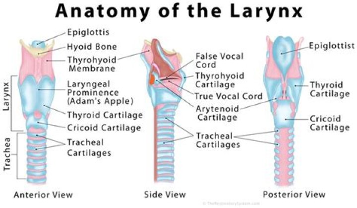 Larynx Anatomy Quiz