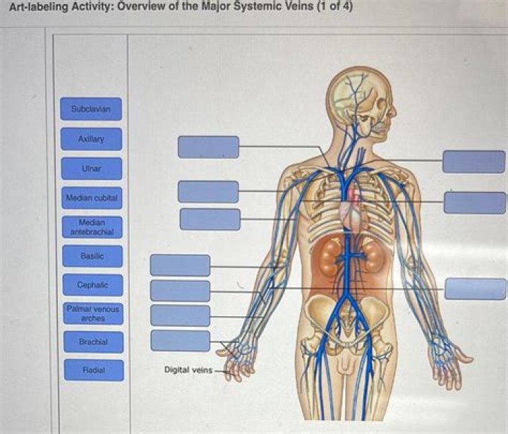 Major systemic veins pt 1 Quiz