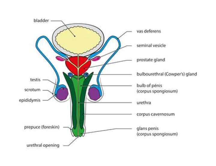 Male reproductive system label diagram Quiz