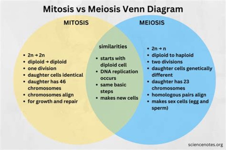Mitosis vs Meiosis Diagram Quiz
