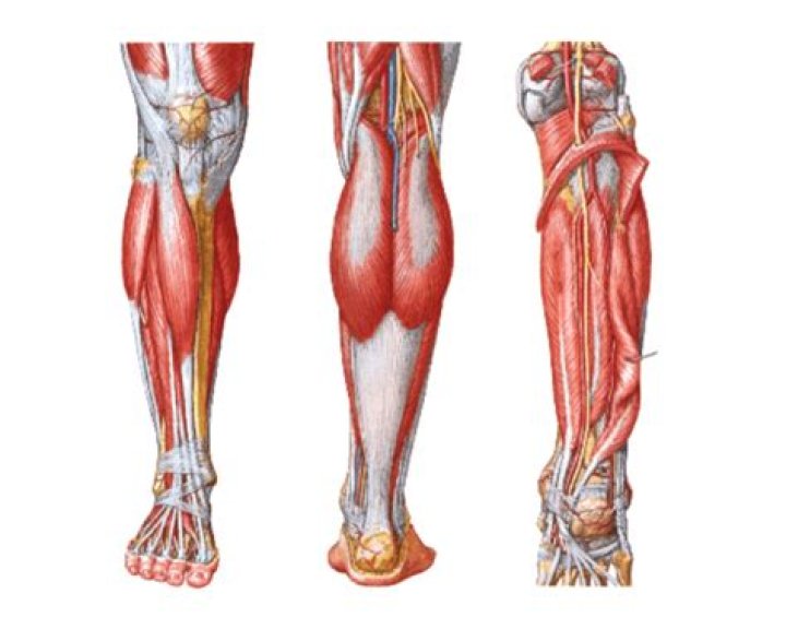 MUSCULOS DA PERNA Quiz