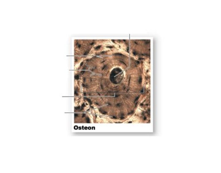 Osteon Bone Labeling Quiz