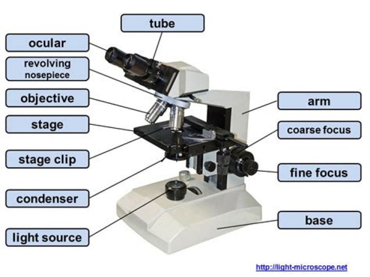 Parts of a Light Microscope Quiz