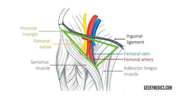 Pelvic and femoral region muscles Quiz