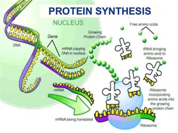 Protein Synthesis Labeling Quiz