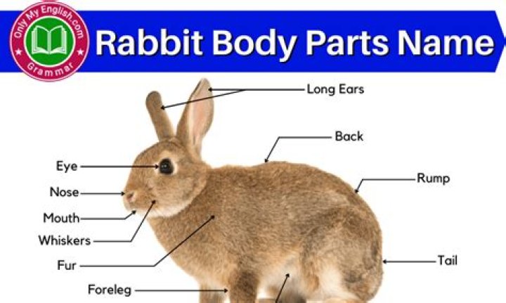 Rabbit body parts Quiz