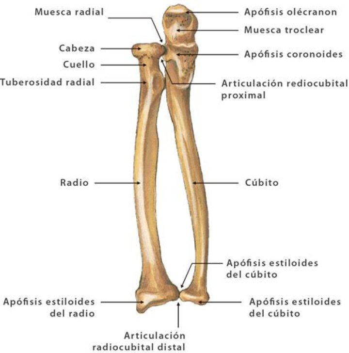 Radio y Cúbito Quiz