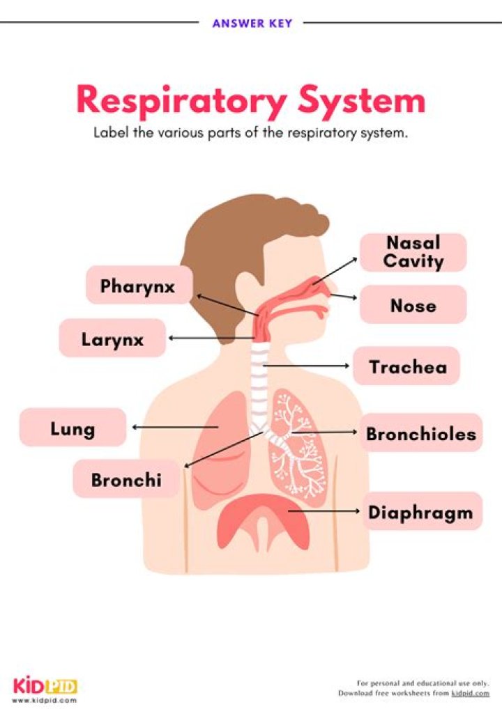 Respiratory System Labeling Interactive — Printable Worksheet