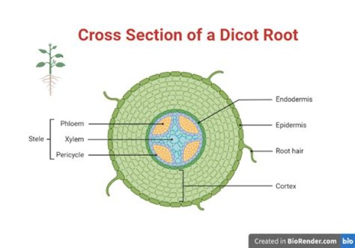 Root cross section Quiz