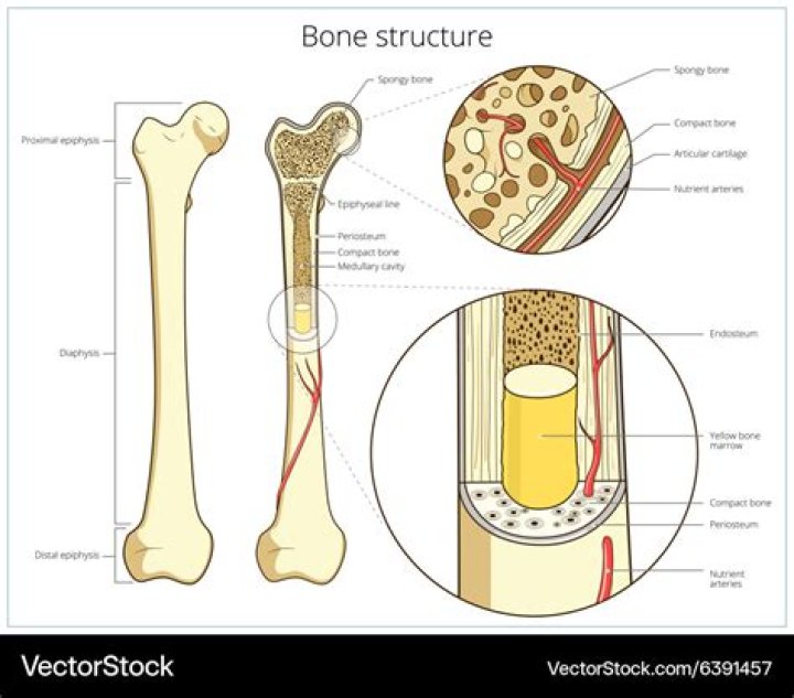 Simple Bone Structure Quiz
