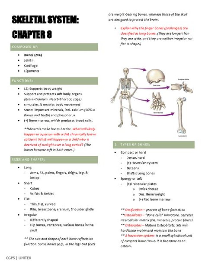 Skeletal System Chapter 7.4 Quiz